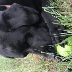 SodaPup TPE Bull Frog Treat Dispenser Dog Toy -Deals Marvel Store✌️ 347125 PT5. SY630 V1638341510