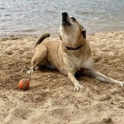 SodaPup TPE Smile Ball Chew & Retrieving Toy -Deals Marvel Store✌️ 347127 PT5. SY630 V1638338817