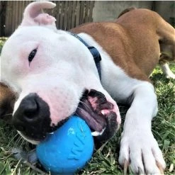 SodaPup TPE Wag Ball Chew & Retrieving Toy 15 SodaPup TPE Wag Ball Chew & Retrieving Toy -Deals Marvel Store✌️ 347131 PT5. SY630 V1638336986