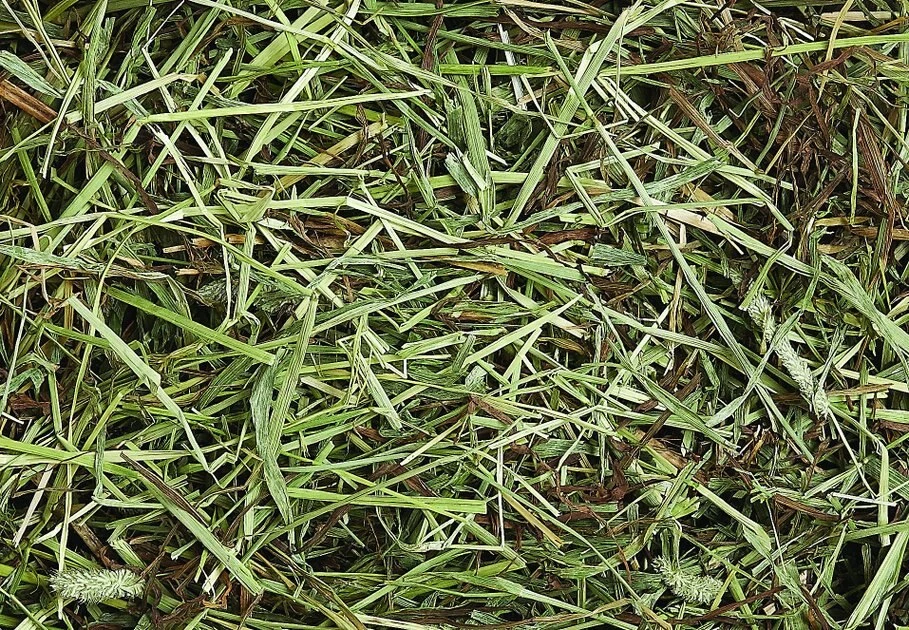 Vitakraft Orchard Grass Hay Rabbit, Guinea Pig, Chinchilla & Small Animal Food, 28-oz bag 8 Vitakraft Orchard Grass Hay Rabbit, Guinea Pig, Chinchilla & Small Animal Food, 28-oz bag - Image 6