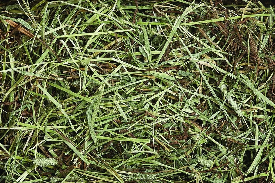 Vitakraft Timothy Hay Guinea Pig, Rabbit Chinchilla & Small Animal Food 4 Vitakraft Timothy Hay Guinea Pig, Rabbit Chinchilla & Small Animal Food - Image 2